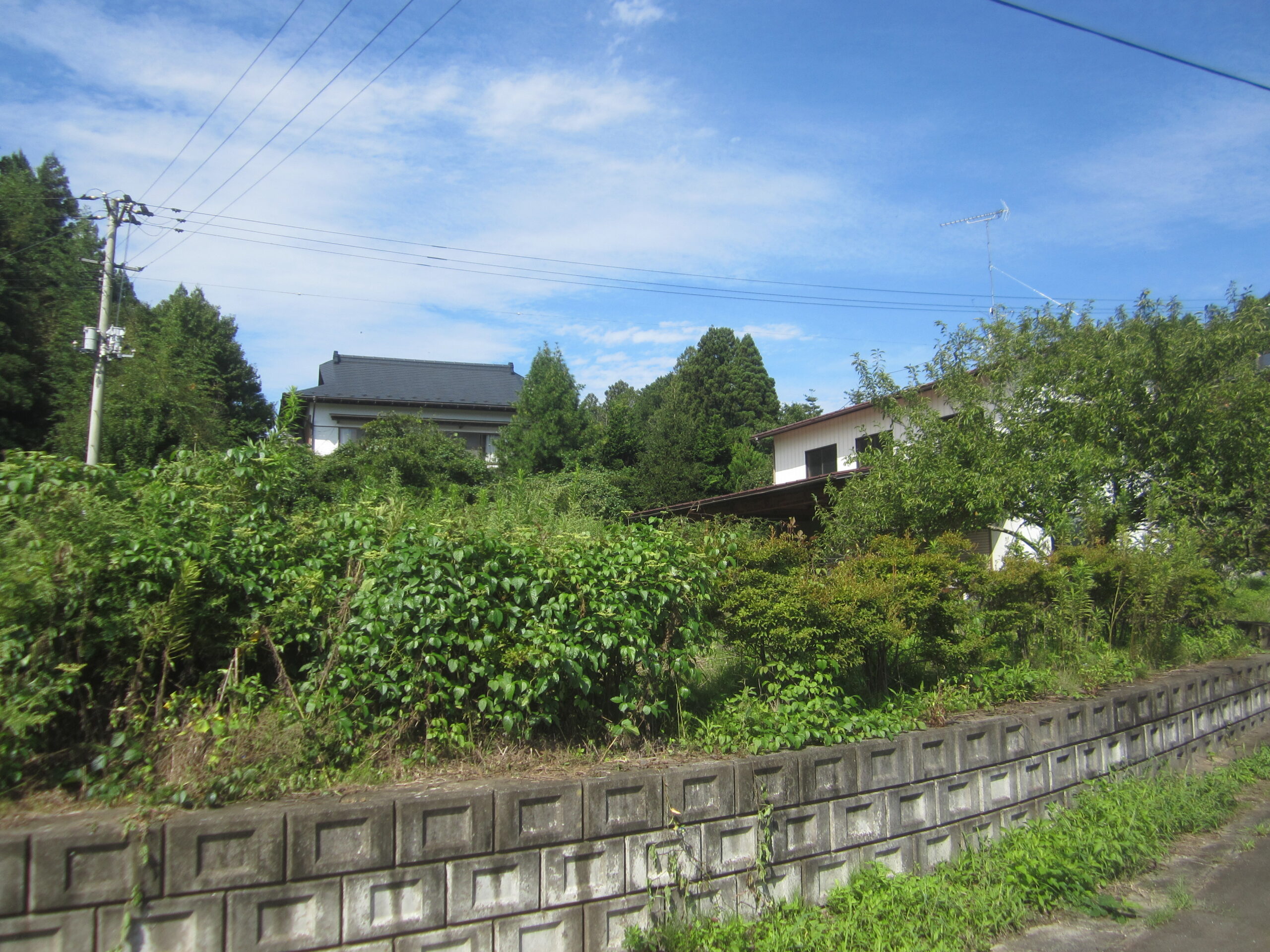 空き家の剪定前
