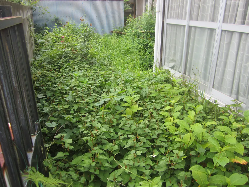 草が生い茂った庭