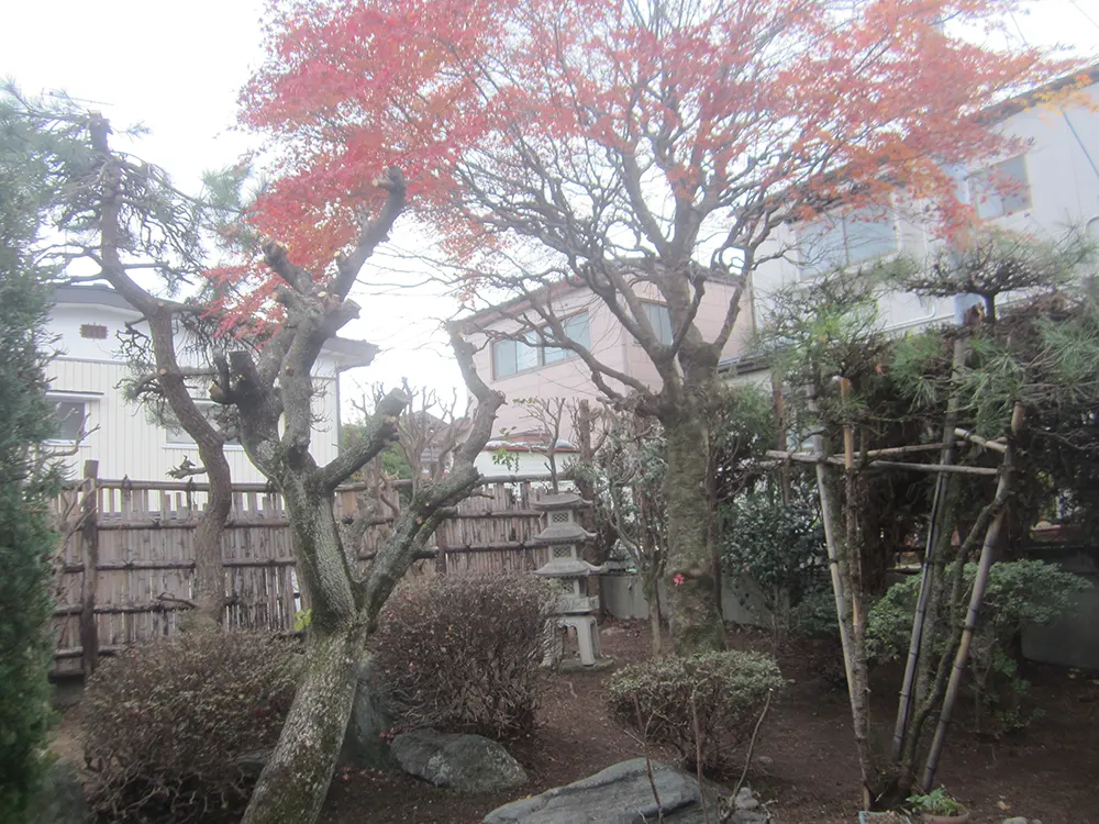 剪定後の庭木